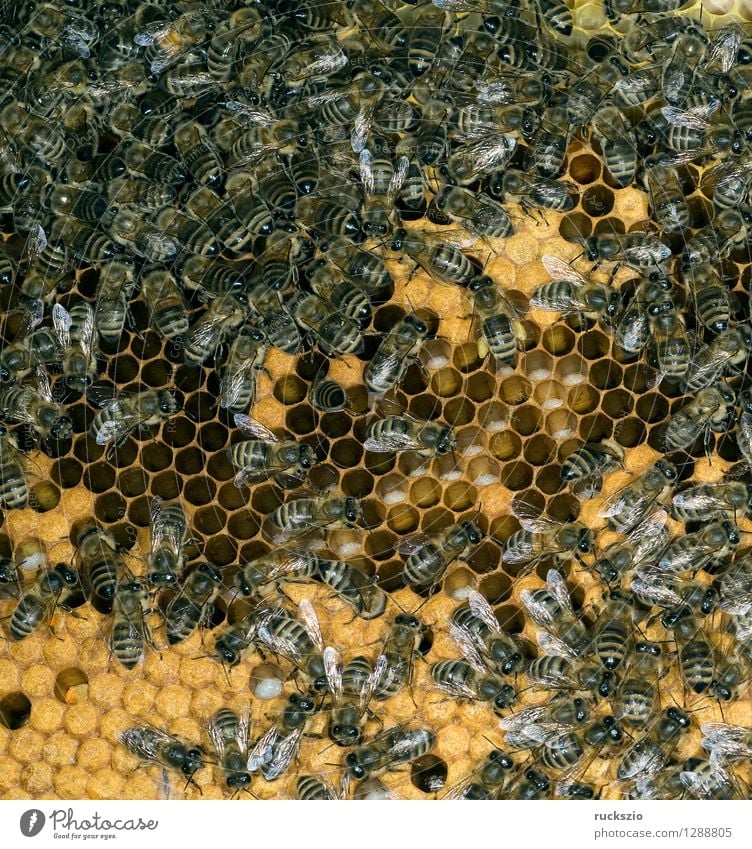 Honey bees, bee; Apis; mellifera Pet Bee Box Authentic Beehive Working man honey box Bird's eggs stretchmade maggot roundmade Larva bee larva honey room