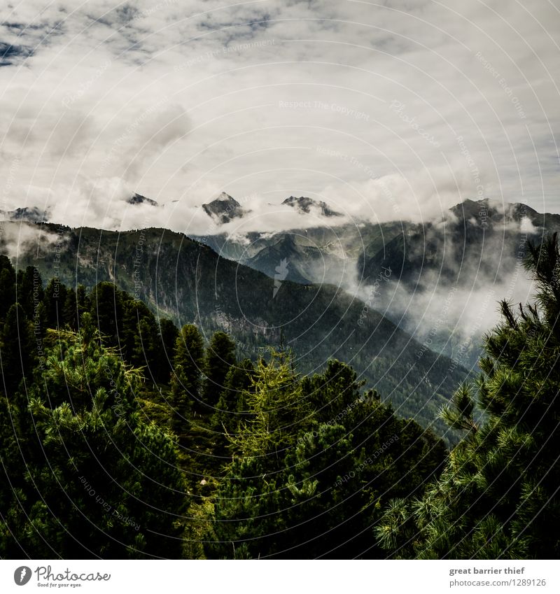 Cloud mountains in the Alps Environment Landscape Animal Sky Clouds Spring Weather Bad weather Plant Tree Peak Hiking Gray Green Silver White Mountain Fir tree