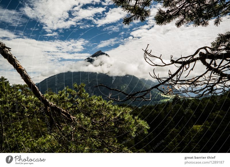 Mountain in the Alps Environment Nature Landscape Animal Sky Clouds Sun Spring Summer Weather Beautiful weather Plant Tree Peak Discover Hiking Dry Blue