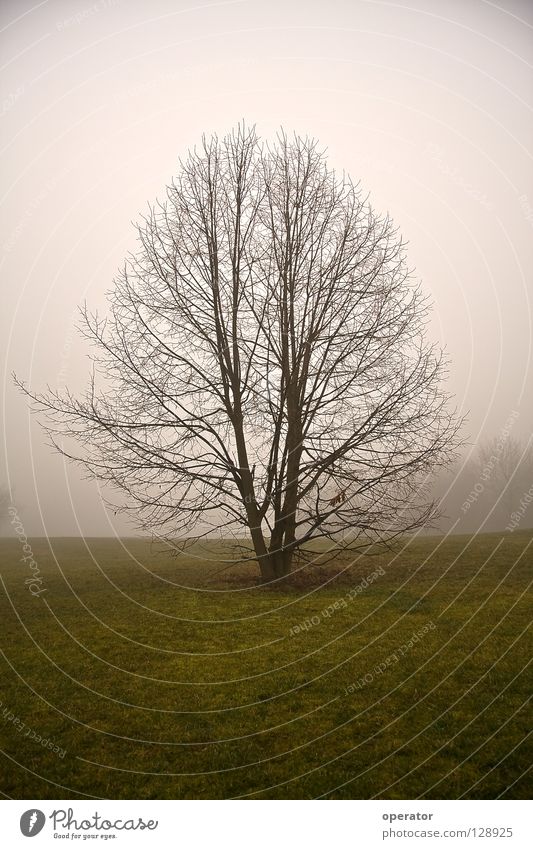 hope Tree Fog Meadow Autumn Branchage Loneliness