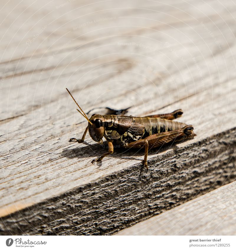 Hayhopper from the peat bog Animal 1 Crouch Brown Multicoloured Yellow Gold Insect hayhoppers Locust Colour photo Exterior shot Close-up Detail