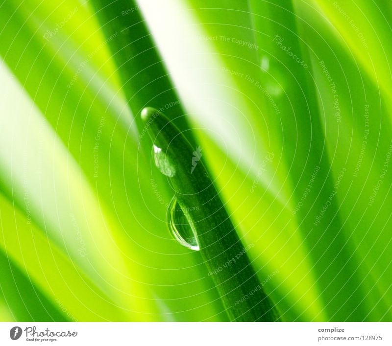 green II Green Blade of grass Grass Fresh Chives Kitchen Herbs and spices Cookbook Meadow Plant Ingredients Vegetable Drops of water drop Water Nature Leek