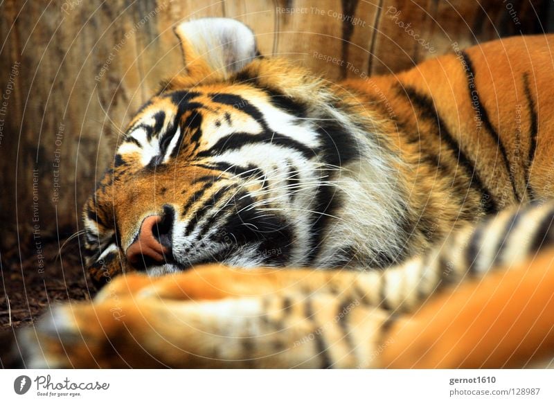 Sleeping Horror Big cat Cat Large Dangerous Camouflage White Black Pelt Moustache Claw Stripe Striped Man-eater Fear Panic Mammal tieger carnivore Orange Ear