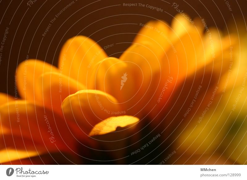 I want sun! Gerbera Yellow Brown Green Blossom Blossom leave Plant Pot plant Daisy Family Herbacious Rosette Silhouette Profile Spring Macro (Extreme close-up)