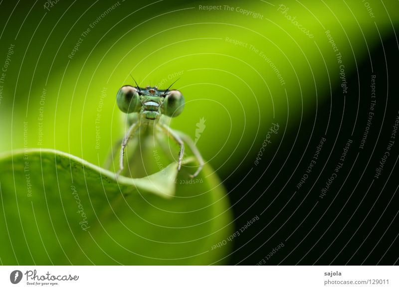 What are you looking at? Animal Wild animal Dragonfly Small dragonfly Insect 1 Thin Green Compound eye Ischurna dragonfly Frontal Eyes Head Leaf Colour photo