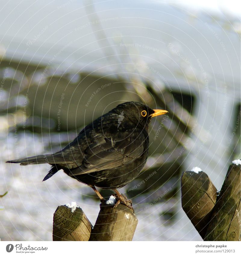 The early bird catches the worm Animal Bird Wing To hold on Sit Black Nature Blackbird Beak Poultry Habitat Fence Fence post Feather Pole Colour photo