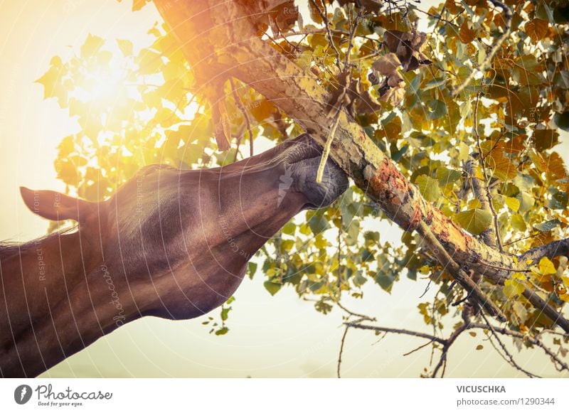 Horse nibbles on tree Lifestyle Design Ride Summer Nature Sun Sunrise Sunset Sunlight Autumn Beautiful weather Tree Leaf Animal 1 Yellow Horse's head Stable