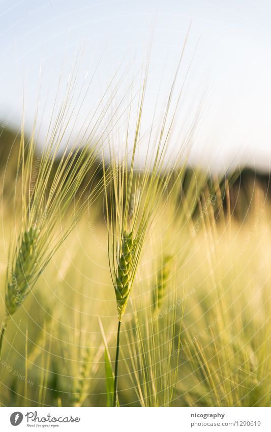 barley Nature Landscape Sky Sunrise Sunset Sunlight Spring Barley Barleyfield Grain Grain field Cornfield Esthetic Free Friendliness Fresh Healthy Delicious