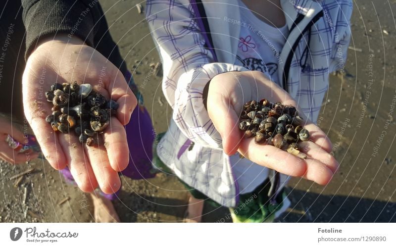 beach treasures Human being Child Infancy Hand Fingers 2 Environment Nature Animal Elements Earth Summer Beach Near Maritime Wet Snail shell Treasure Mussel