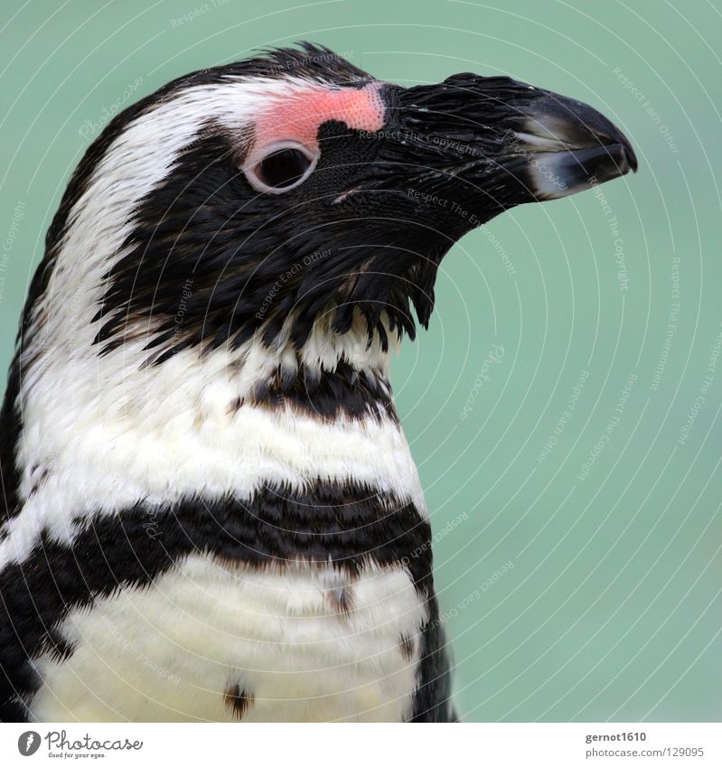 Smile, always smile ... Penguin Black White Curiosity Red Beak Tails The Arctic Antarctica Cold Freeze Physics Cooling Bird Trust Madagascar Blue Feather