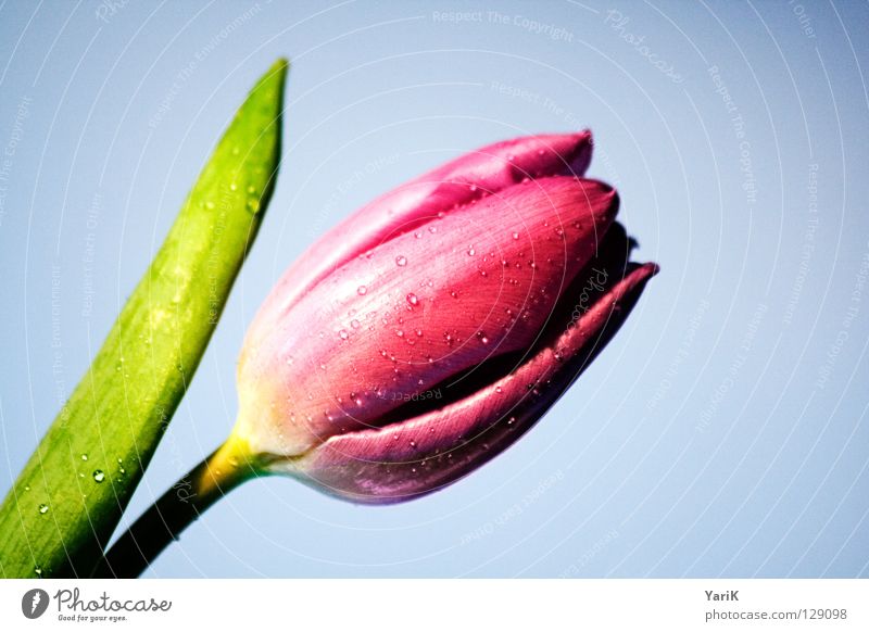 flower power B Tulip Flower Blossom Pink Drops of water Wet Damp Spring Force flower stem Stalk Colour