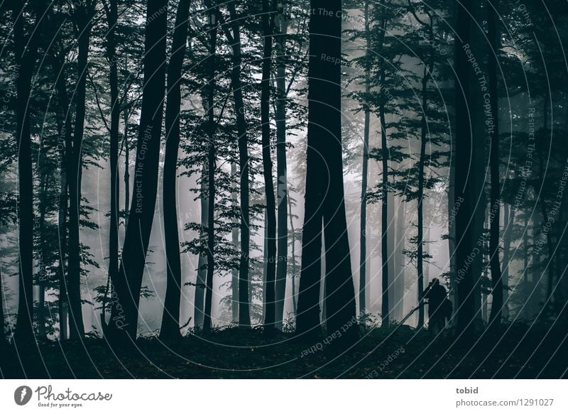 Jo in the wood 1 Human being Nature Landscape Plant Bad weather Fog Tree Forest Observe Dark Small Loneliness Freedom Idyll Far-off places Photographer