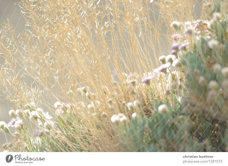 more teide flowers Nature Landscape Plant Summer Flower Grass Bushes Wild plant Mountain Volcano Teide Island Canaries Senior citizen Fragrance Emotions Idyll