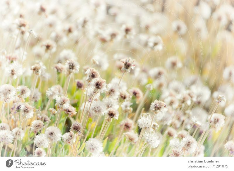 teide flowers Nature Landscape Plant Flower Grass Foliage plant Wild plant Volcano Teide Tenerife Island Canaries Esthetic Simple Natural Wanderlust Relaxation