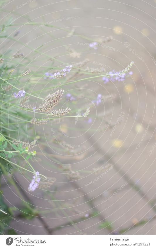 withered lavender Nature Plant Summer Bushes Bright Faded Limp Lavender Blossoming Gray Violet Paving stone Green Bright green Delicate Light green Muddled