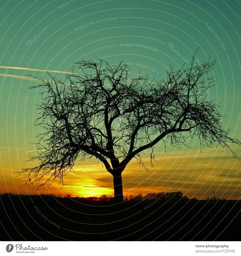 When The Sun Goes Down... Sunset Twilight Sunbeam Sunrise Morning Tree Winter Growth Flourish Silhouette Glow Panorama (View) Background picture Summer Seasons