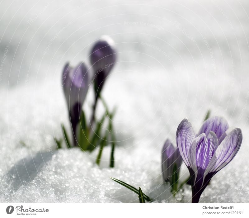 but now really spring Spring Green Black Plant Blossom Crocus Violet Bulb herald of spring springtime pote flowers Garden Snow Blue blue striped Onion