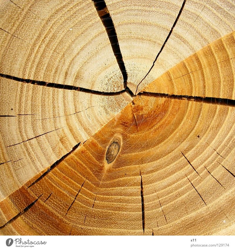 wood Wood Tree Tree trunk Round Indecisive Arrangement Cut down Axe Saw Firewood Heat Fallen Brown Light brown Annual ring Earmarked Macro (Extreme close-up)