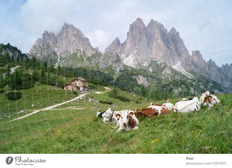 alpine pasture life Vacation & Travel Tourism Adventure Hiking Environment Nature Landscape Sky Clouds Summer Meadow Rock Alps Mountain Dolomites Cadini Group