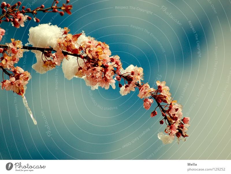 Man, it's cold! Blossom Icicle Cold Ice Frozen Spring Heavy Weight Under Hang Blossoming March Clouds White Pink Tree Bushes Branchage Park Twig Bud Snow Frost