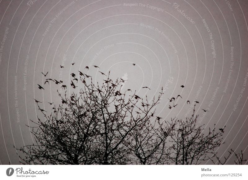 Departure in the snow flurry Environment Nature Plant Animal Winter Tree Treetop Bird Flock Flying Together Cold Natural Gloomy Many Gray Beginning Dreary