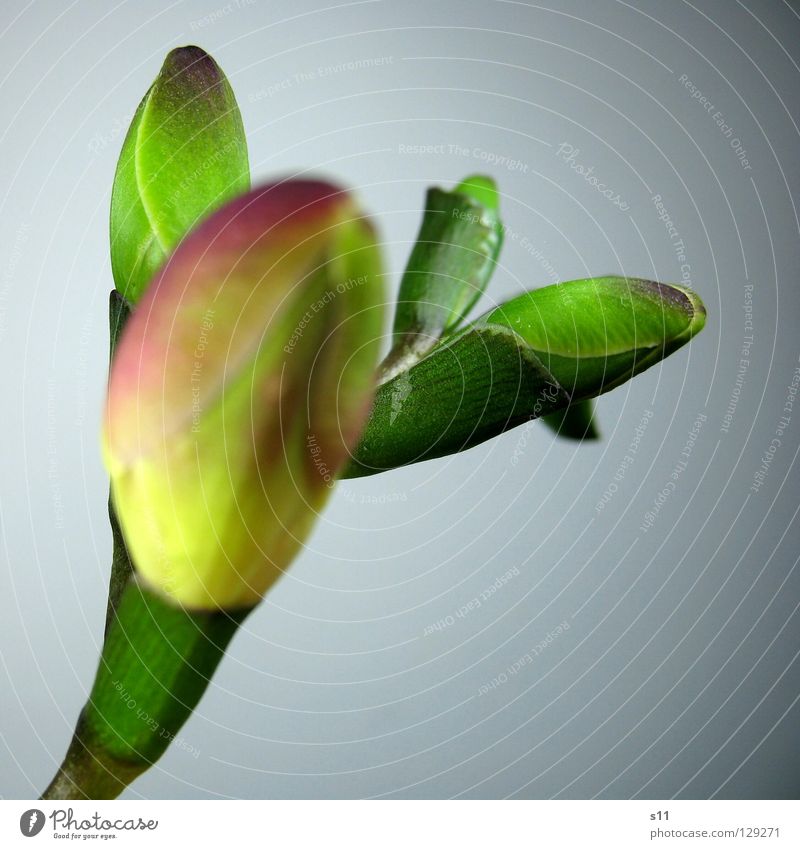 Freesia II Flower Blossom Buttons Plant Green Bright green Dark green Stalk Immature Growth Isolated Image Crunchy Flower shop Macro (Extreme close-up) Close-up