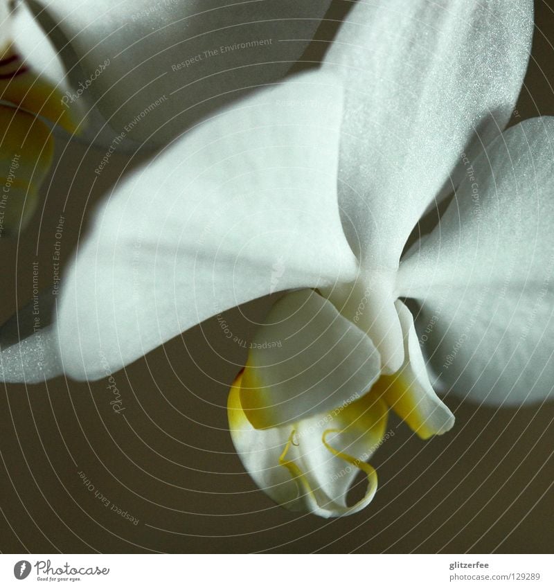 purity Orchid Flower Plant Blossom Living room Blossom leave White Yellow Pot plant Thailand Botany Growth Park Wellness Transience Joy Macro (Extreme close-up)