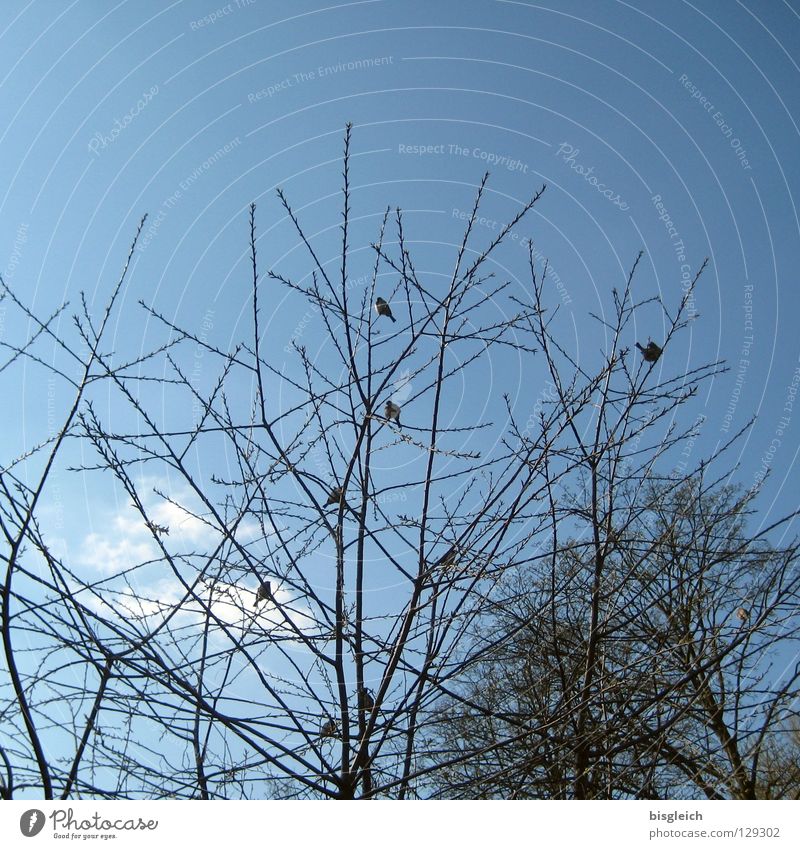 Birdie in the high tree I Colour photo Exterior shot Deserted Evening Silhouette Winter Sky Tree Animal Group of animals Blue birds Branch Twig