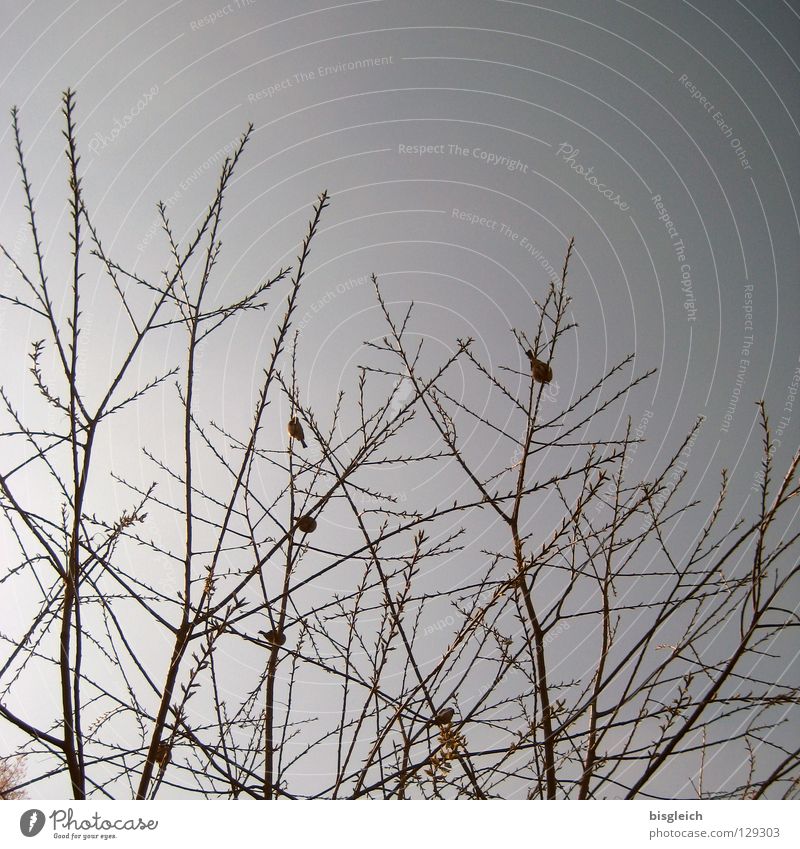 Birdie in the high tree II Colour photo Exterior shot Deserted Evening Contrast Silhouette Sky Tree Animal Group of animals Peace birds Branch Twig Day