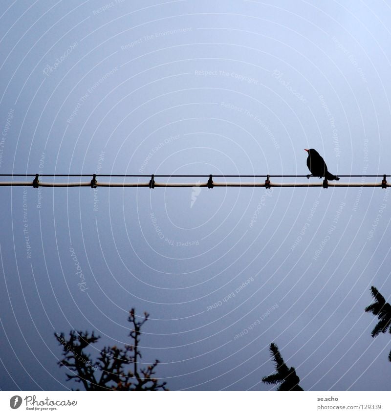 Waiting for... Bird Twilight Dusk Wire Loneliness Calm Tree Looking Evening Transmission lines Cable Blue Sky Treetop Review Vantage point