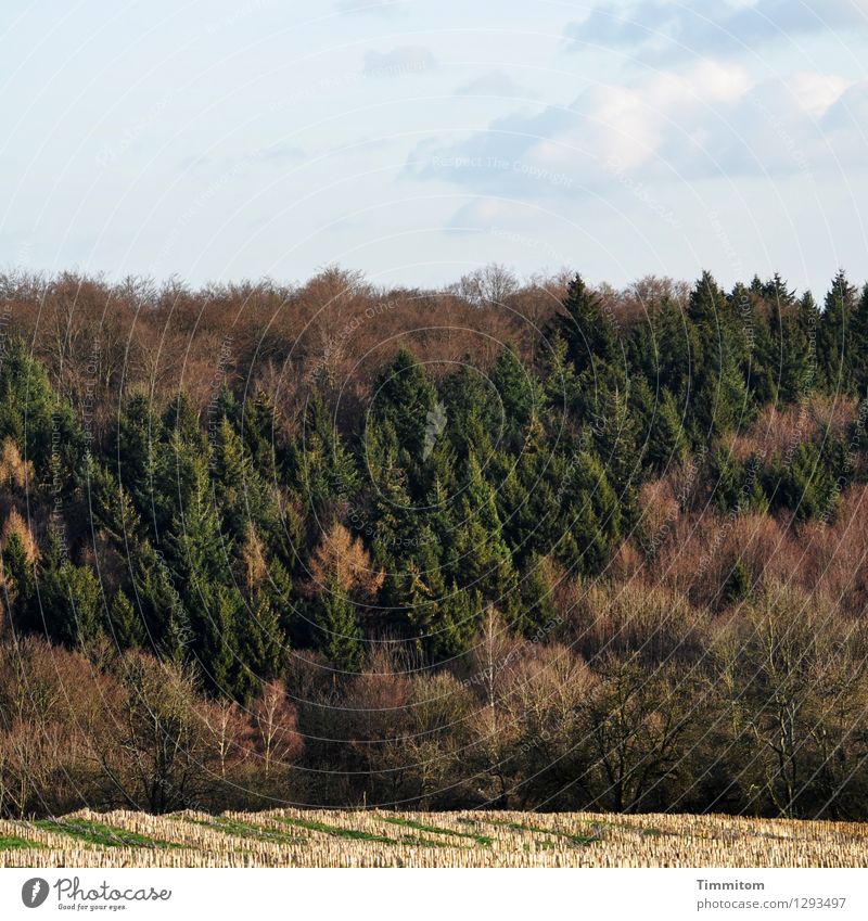 Kraichgau. Nature Landscape Autumn Beautiful weather Field Forest Natural Blue Brown Green White Risk Hill Stubble field Idyll Colour photo Exterior shot