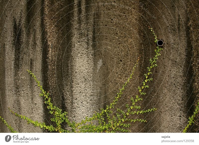 urban jungle Plant Wild plant Creeper Wall (barrier) Wall (building) Stone Stripe Old To hold on Dirty Gray Green Black Transience Striped Drainpipe Drainage