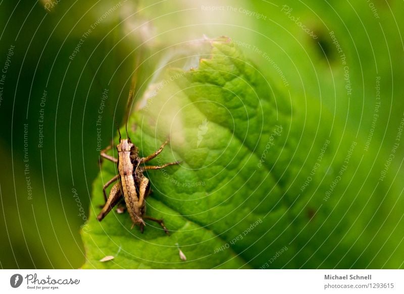 grasshopper Animal Locust Insect 1 Small Natural Brown Power Attentive Watchfulness Caution Jump Colour photo Close-up Macro (Extreme close-up) Copy Space right