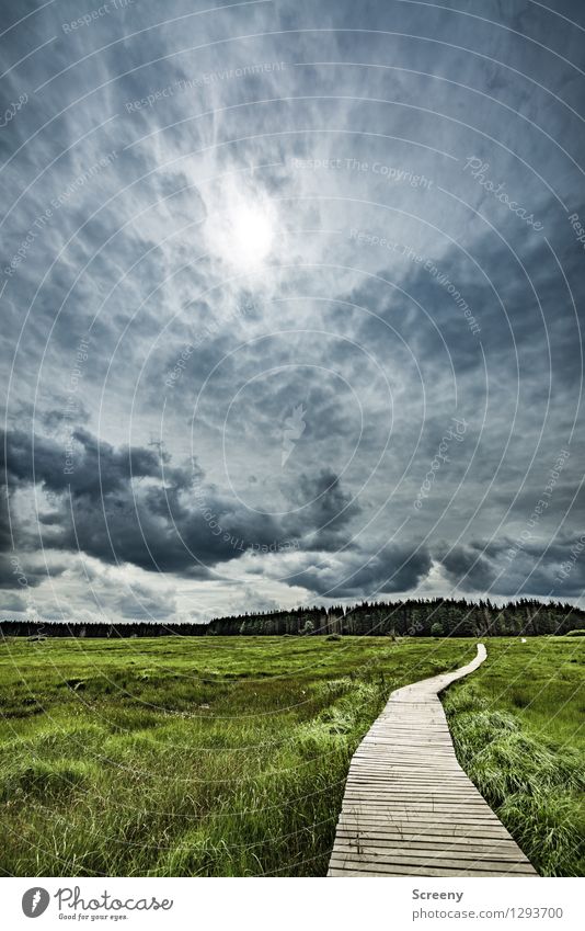 Bad weather Venn Vacation & Travel Tourism Trip Hiking Nature Landscape Plant Sky Clouds Summer Tree Grass Bushes High Venn Eifel Belgium Footbridge