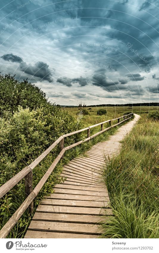 reversal Vacation & Travel Tourism Trip Hiking Nature Landscape Plant Sky Clouds Summer Bad weather Tree Grass Bushes Eifel High venn Belgium Footbridge