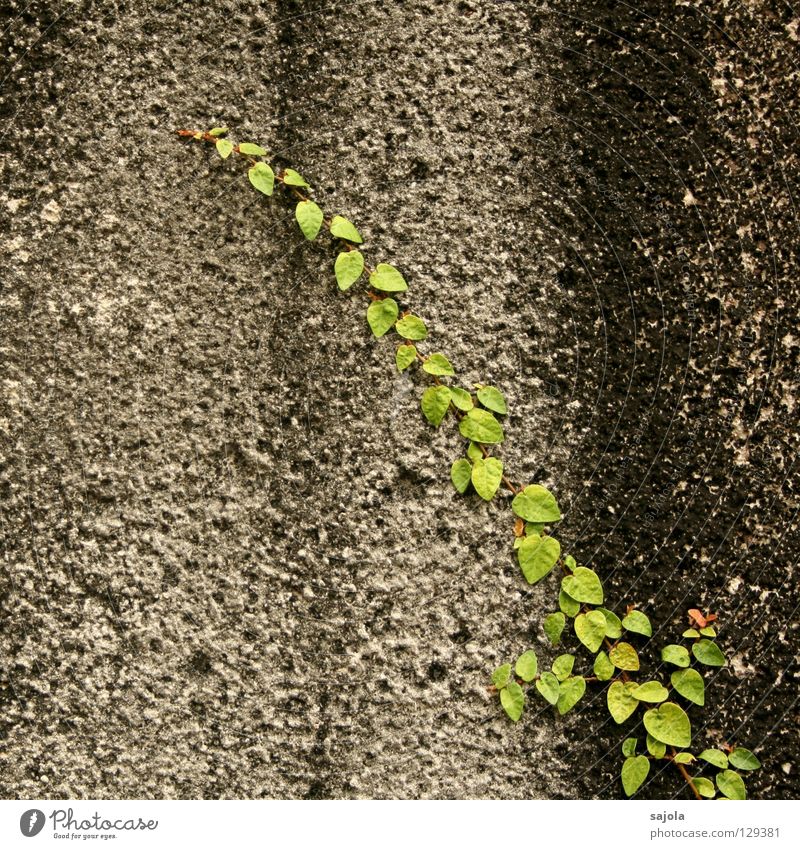 big.city.jungle.detail Plant Leaf Foliage plant Wild plant Creeper Wall (barrier) Wall (building) Stone Stripe Old To hold on Dirty Gray Green Black Striped