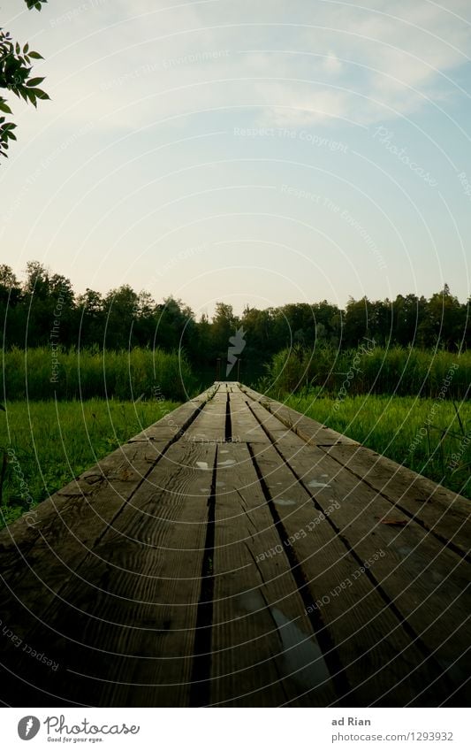 away into nowhere Nature Landscape Sky Clouds Summer Beautiful weather Plant Tree Bushes Foliage plant Wild plant Park Field Forest Lakeside Lanes & trails