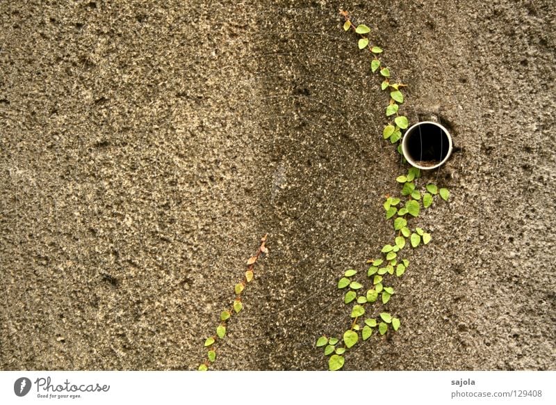 big.city.jungle.detail II Plant Foliage plant Creeper Wall (barrier) Wall (building) Stone Old Dirty Gray Green Black Striped Drainpipe Drainage Hollow Pipe