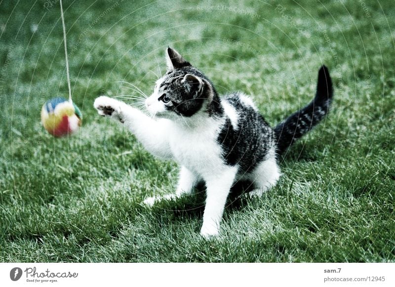 Playing Cat I Cute Sweet Ball