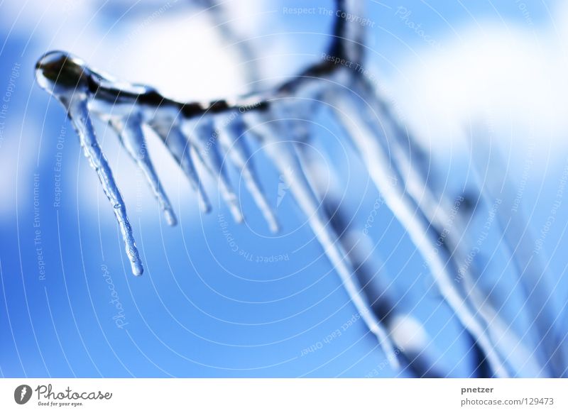 icicles Cold Frozen Freeze Winter Tree Wood Cyan Blur Progress Ice Icicle Branch Rain Blue Macro (Extreme close-up)