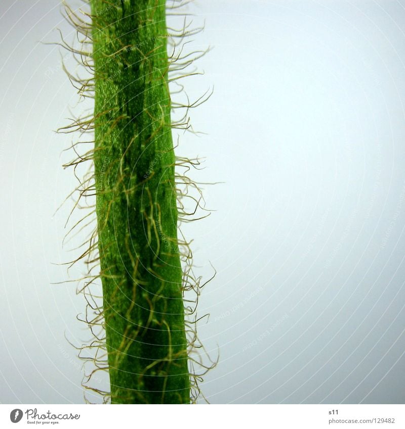 Poppy seed stalk Flower Blossom Stalk Green White Isolated Image Plant Growth Flower shop Juicy Fresh Beautiful Spring Spring flower Macro (Extreme close-up)