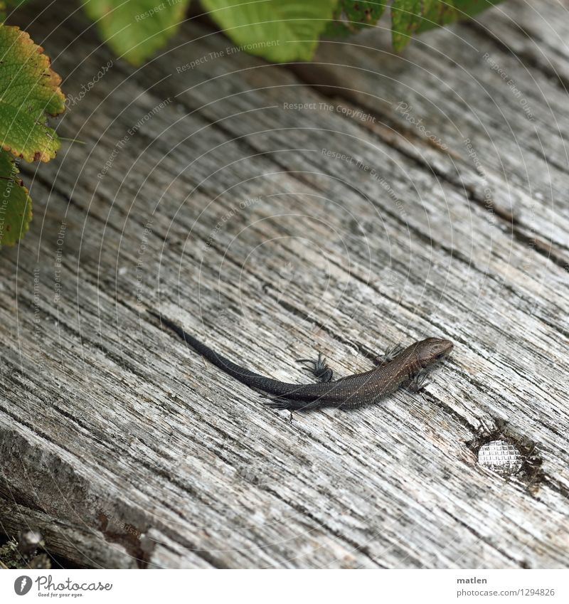 baby Plant Animal Summer Bushes Wild animal Scales Claw 1 Brown Gray Green Lizards Baby Sunbathing Wooden board Blackberry Nail Colour photo Subdued colour