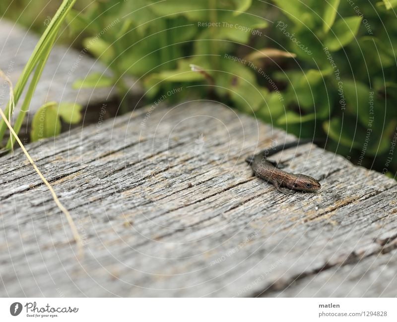 sunbathers Nature Landscape Plant Animal Summer Grass Wild animal Scales Claw 1 Brown Gray Green Lizards Baby Sunbathing Wooden board Colour photo