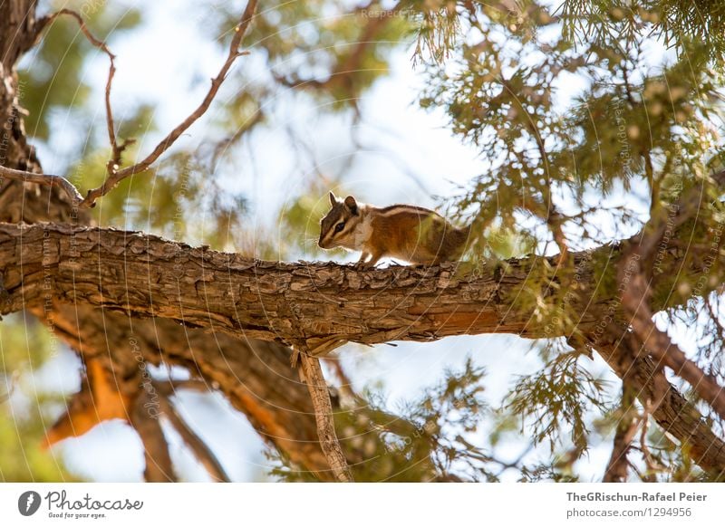 chipmunk Animal 1 Brown Yellow Gold Green Orange Black Rodent Tree Nature Funny Cute Speed Tree trunk Branch Fir needle Moody Light Sun Stripe Tree bark Sky