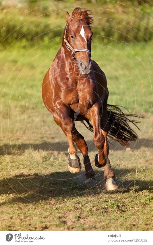 Horse gallops freely on the meadow frontally Ride Animal Movement Free Glittering Muscular Speed Joy Force Gallop pretty Wild Meadow Brave Hoof Frontal Energy