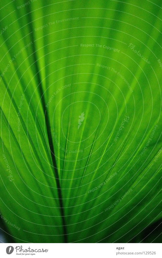 green Spring Macro (Extreme close-up) Green Fresh Plant Tree part Nature