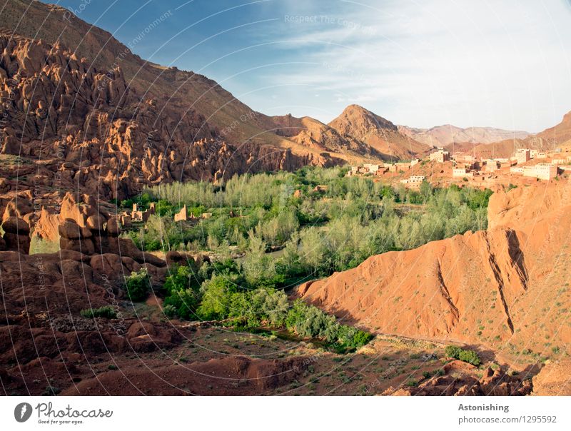 Green snake Environment Nature Landscape Plant Sand Sky Clouds Summer Weather Beautiful weather Tree Bushes Forest Hill Mountain Atlas Peak Oasis Morocco Town