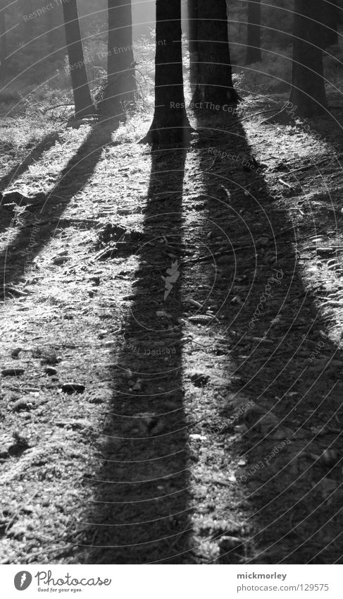 Long Road to Nature Tree Light Forest Wood flour Tree trunk Meadow Clearing Black White To go for a walk Air Fresh Harmonious Calm Black & white photo Shadow