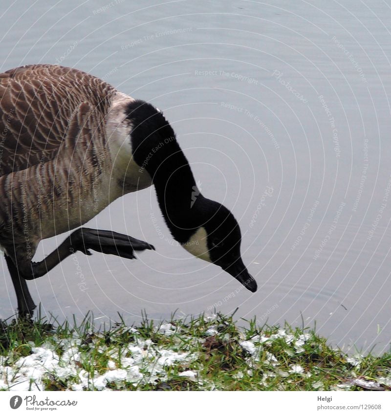 freezing cold ... Goose Wild goose Gray lag goose Bird Migratory bird Animal Water wings Fuzz Downy feather Roasted goose Lake Pond Body of water Stand White