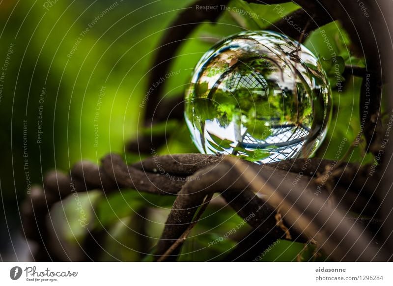 glass ball Plant Summer Foliage plant Garden Park Decoration Glass ball Serene Calm Colour photo Exterior shot Deserted Day